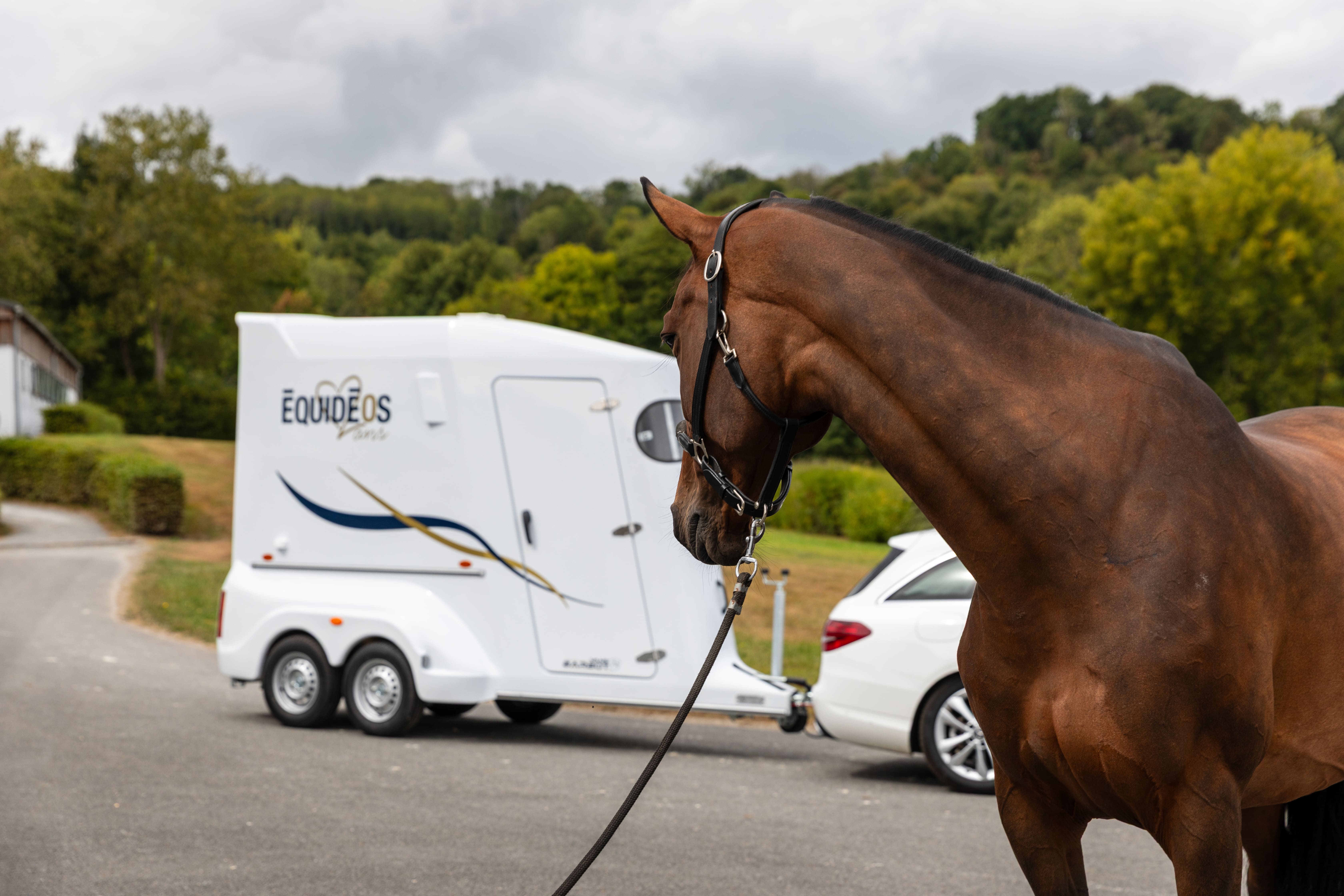 Comment bien préparer le transport de ses chevaux