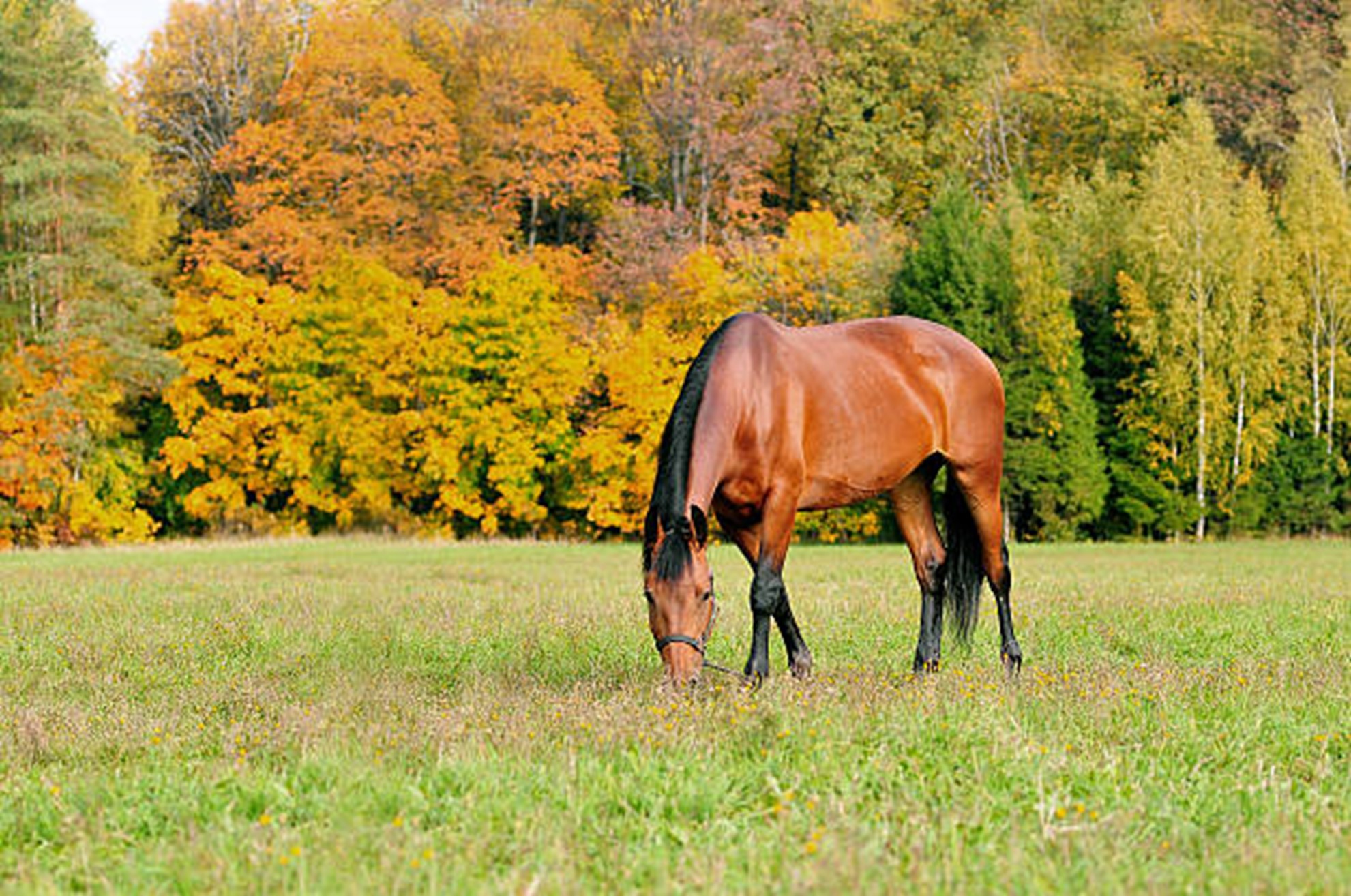 Comment bien préparer vos chevaux pour l’automne ?