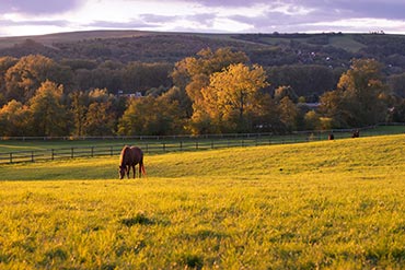 Améliorer la digestion de votre cheval : Est-ce possible ?