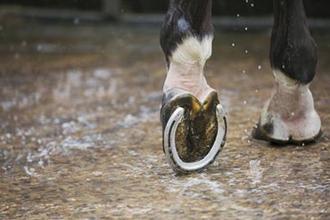 Quelles solutions pour éviter les problèmes de pieds chez votre cheval en hiver ?  