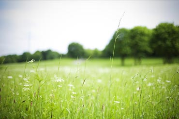 Comment entretenir les pâtures de mes chevaux avant le printemps ?