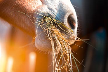 Comment freiner les chevaux gloutons ?
