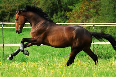 Comment rendre efficace sa clôture électrique ?