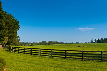Quelles sont les espèces de graminées à privilégier pour le semis d’une pâture pour chevaux ?