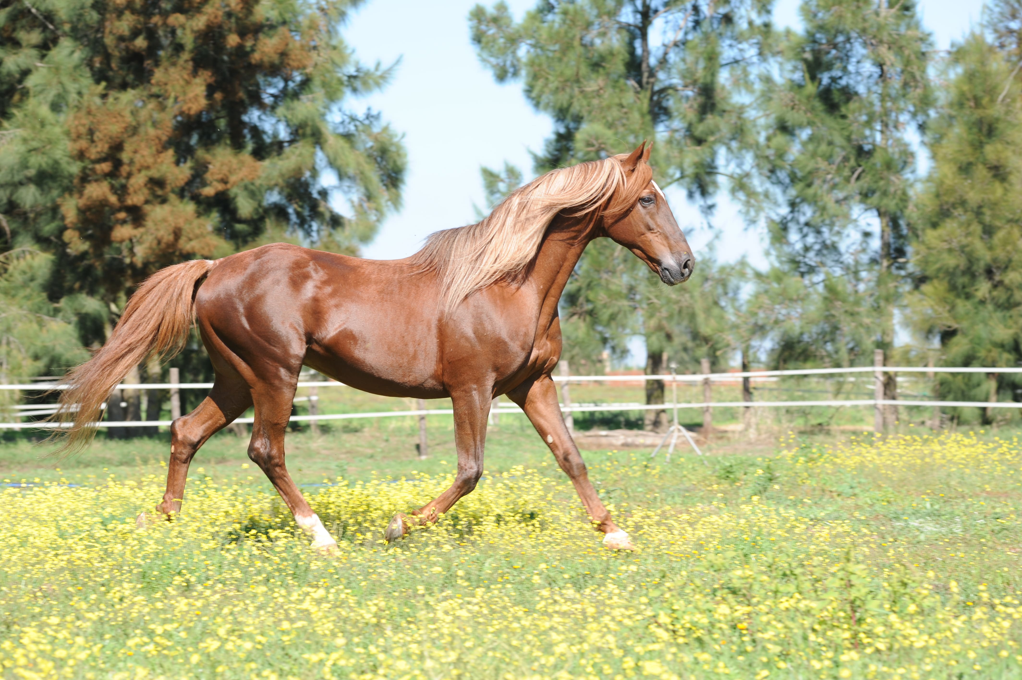 PSSM chez le cheval : comprendre cette myopathie pour mieux la gérer