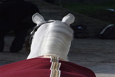 Lancement de la nouvelle gamme Horsewin de couvertures pour chevaux