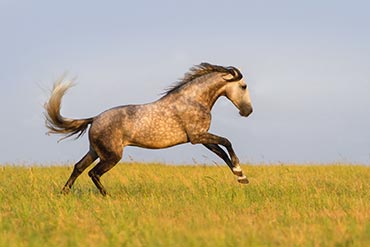 Adapter l’alimentation de son cheval pour éviter la perte d’état