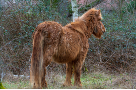 Le syndrome de Cushing ou DPIP chez le cheval : comprendre, traiter et nourrir