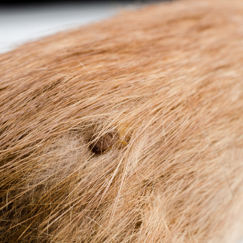 Piroplasmose, maladie de Lyme et Anaplasmose chez le cheval : quel rôle pour l’alimentation ?