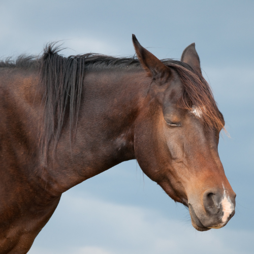 Piroplasmose, maladie de Lyme, anaplasmose : notre protocole nutritionnel pour accompagner votre cheval