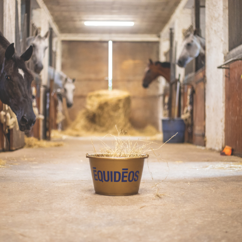 Quel aliment choisir pour mon cheval ? Les réponses à vos questions