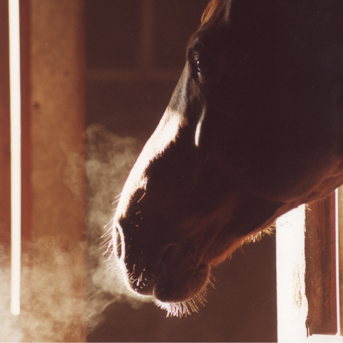 L’emphysème chez le cheval : causes, symptômes et traitement