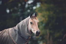 Comment soutenir le système immunitaire du cheval en hiver ?