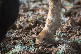 La gale de boue chez les chevaux : découvrez nos solutions de soins spécifiques !