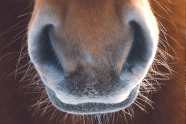 Problématiques respiratoires du cheval : comment les gérer ?