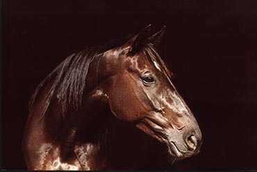 Gloutonnerie et problèmes digestifs