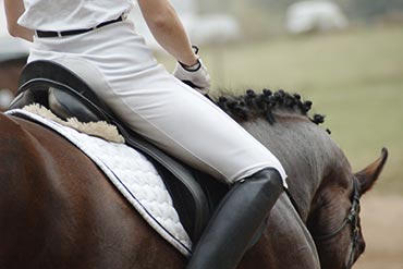 Le cornage : une cause de baisse de performance chez le cheval ? 