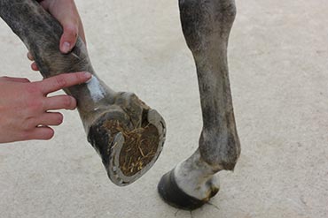 Les soins des pieds chez le cheval