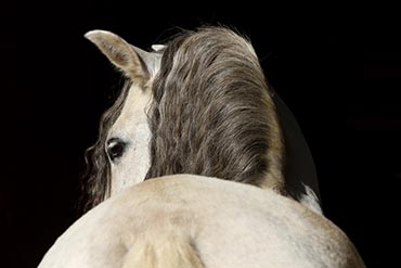 Le logement a-t-il une incidence sur le comportement de nos chevaux ?