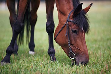 Parasites chez le cheval : Comment mener une « guerre » efficace contre les vers ? 