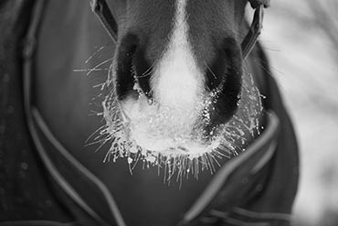 Pathologies respiratoires : Quelles solutions pour mon cheval ?