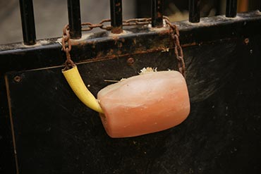 Pierre à sel : Quel est l’intérêt pour mon cheval ? 