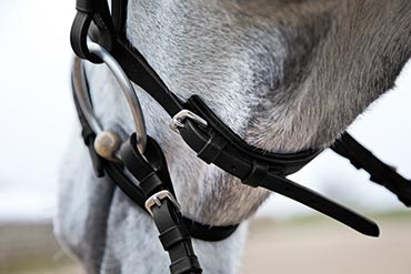 Pourquoi vérifier la bouche de son cheval régulièrement ?