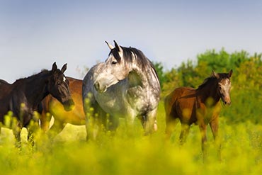 Cheval au pré : comment réussir une transition alimentaire vers l’herbe ?