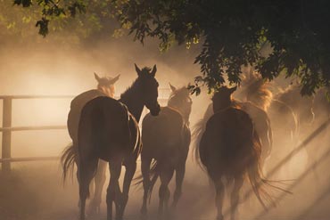 Comprendre la visite d’achat