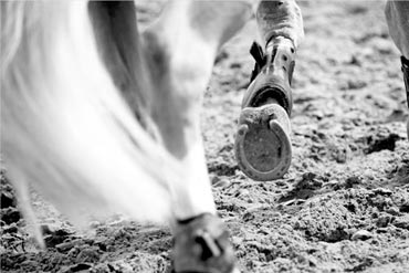 Nutrition et performance : quand et comment faut-il adapter la ration de son cheval ?