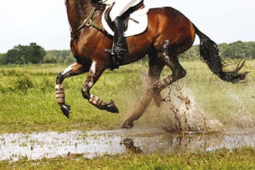 Comment choisir l’enrênement qui conviendra le mieux à sa monture ?