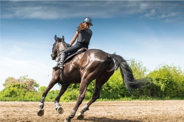 Les muscles chez le cheval : comment fonctionnent-ils ?
