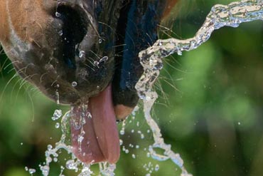Comment prévenir la déshydratation chez le cheval ? 