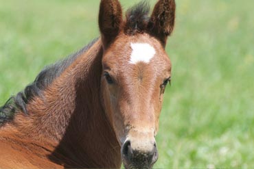 Poulain : une croissance sous surveillance