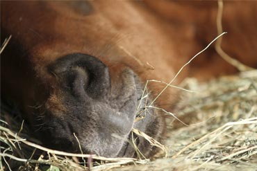 Quelle est l’importance d’une bonne dentition chez votre cheval pour la consommation de fibres ?