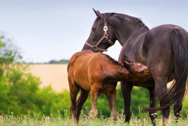 Établir un programme alimentaire pour une jument suitée : quel intérêt ?