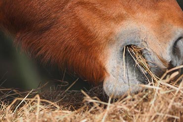 Foin VS enrubanné :  Effets sur la digestion et l’exercice pour le cheval
