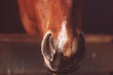 La gourme, un mauvais souvenir ?