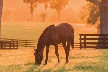 Horloge biologique chez le cheval : Quels sont les facteurs qui influencent la vie de nos chevaux ?