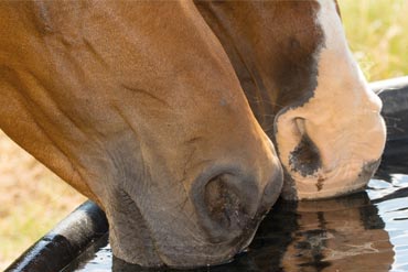 La déshydratation du cheval : comment prévenir les risques ?