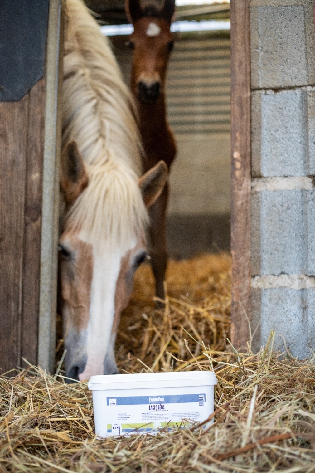 Un coup de boost pour la jument en fin de gestation : le rôle clé de Lacto Déos