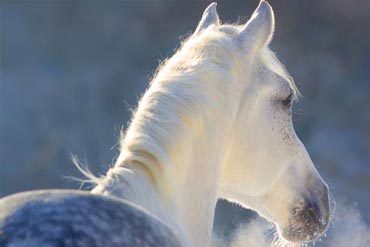 LE BRONCHOPHYT : La phytothérapie au service du système respiratoire de votre cheval.
