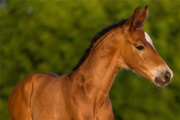 Les besoins du poulain avant le sevrage