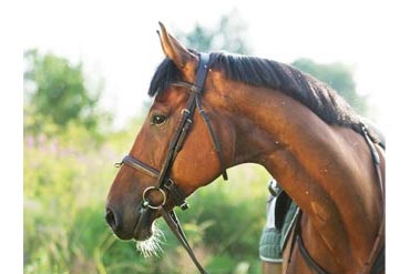 Les ulcères gastriques chez le cheval : quelles origines ?