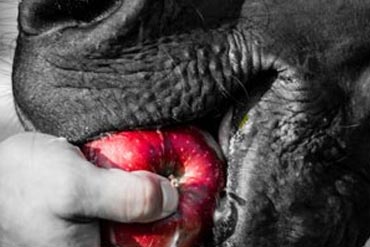 Quel est le nombre de repas idéal pour mon cheval ?