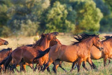 Comment préparer nos pâtures pour la saison hivernale ?
