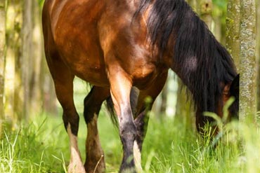 Quel est l’impact environnemental du cheval et de son utilisation ?