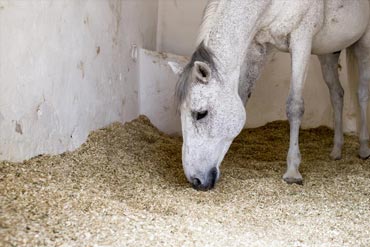 Quelle litière choisir pour son cheval ?