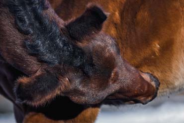 Quelles sont les différences entre les argiles alimentaires pour votre cheval ?