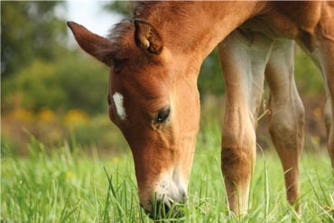 Sevrage : comment nourrir son poulain lors de cette étape importante ? 
